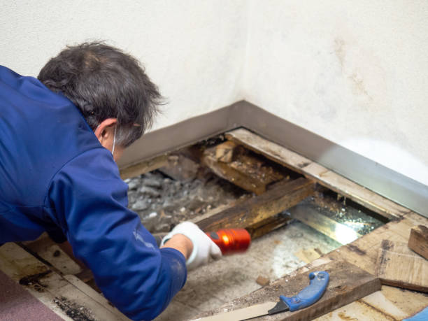 Best Certified Mold Removal  in Galesville, WI