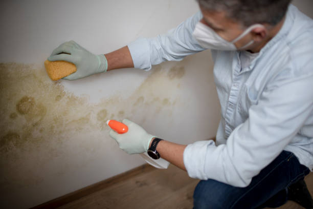 Mold Removal Process in Galesville, WI