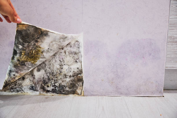Best Crawl Space Mold Removal  in Galesville, WI